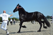 Красивый и сладкий черный фризской лошади 