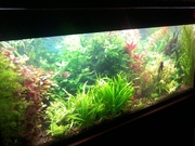 аквариумные растения 